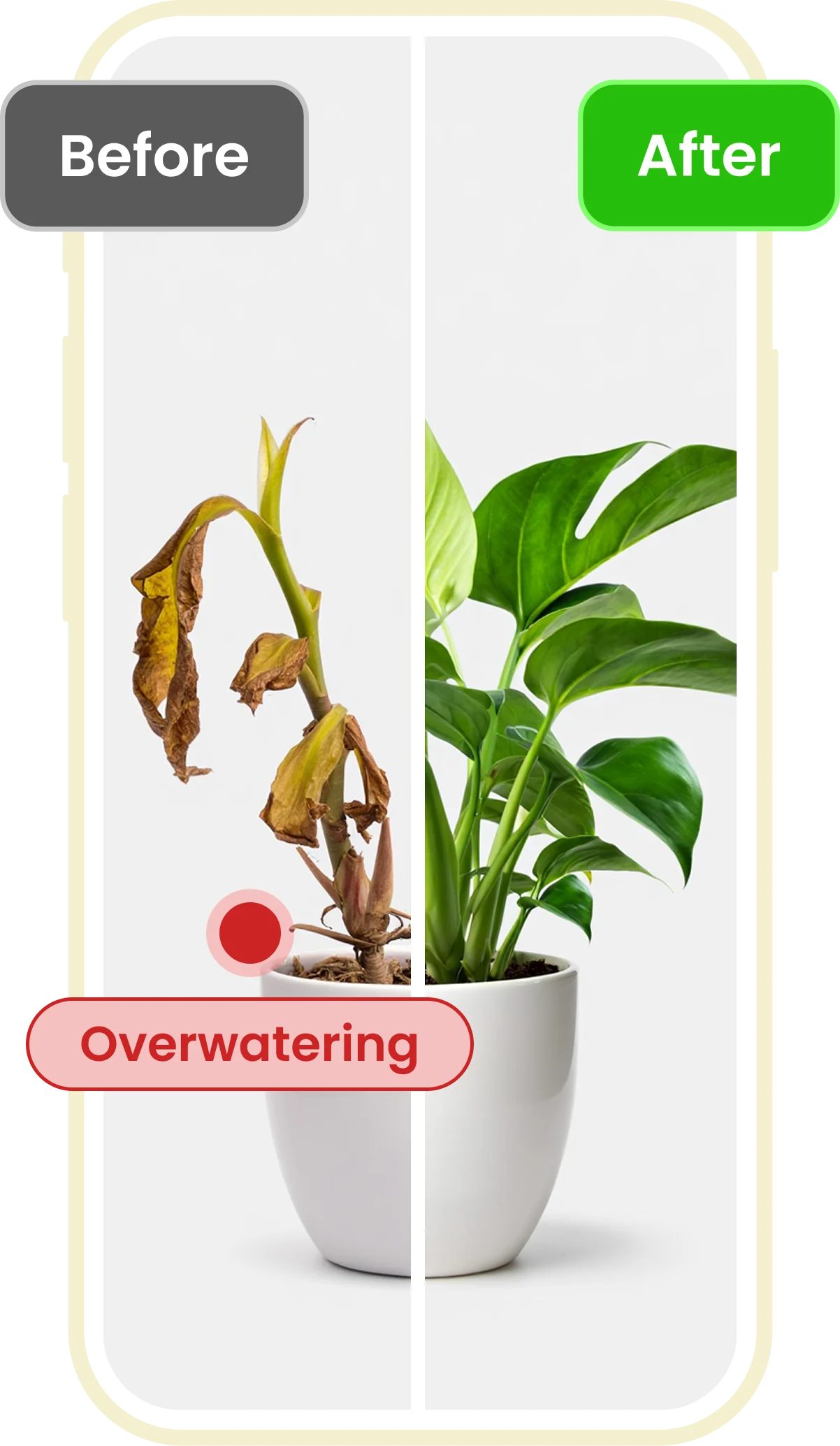 Voorbeeld van plantendiagnose en herstel in de Plant ID-app