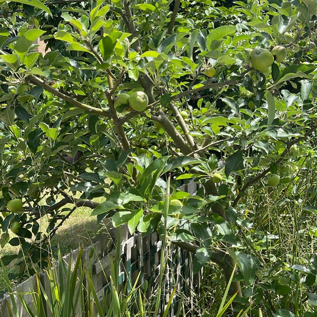 Appelboom