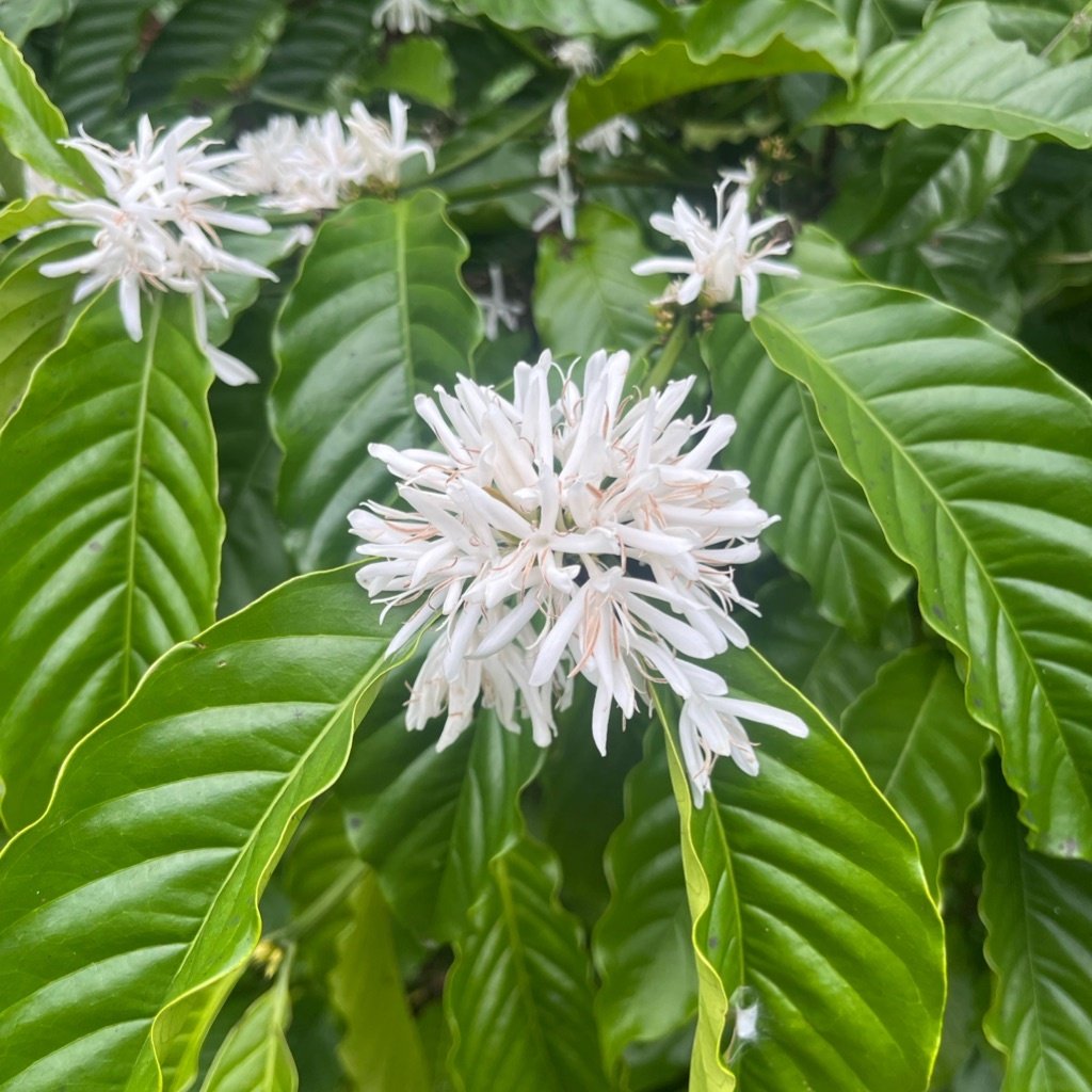 Arabica koffie