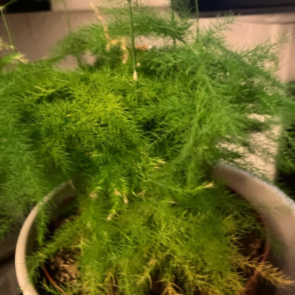 Asparagusvaren