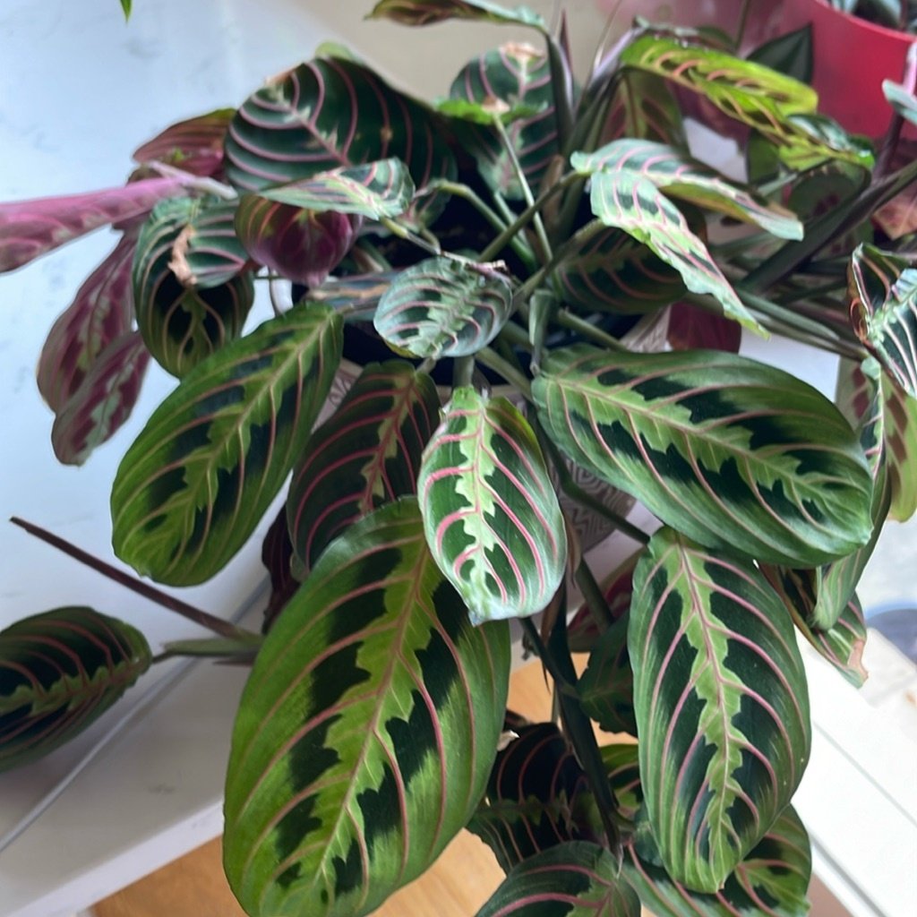 Bidsprinkhaanplant