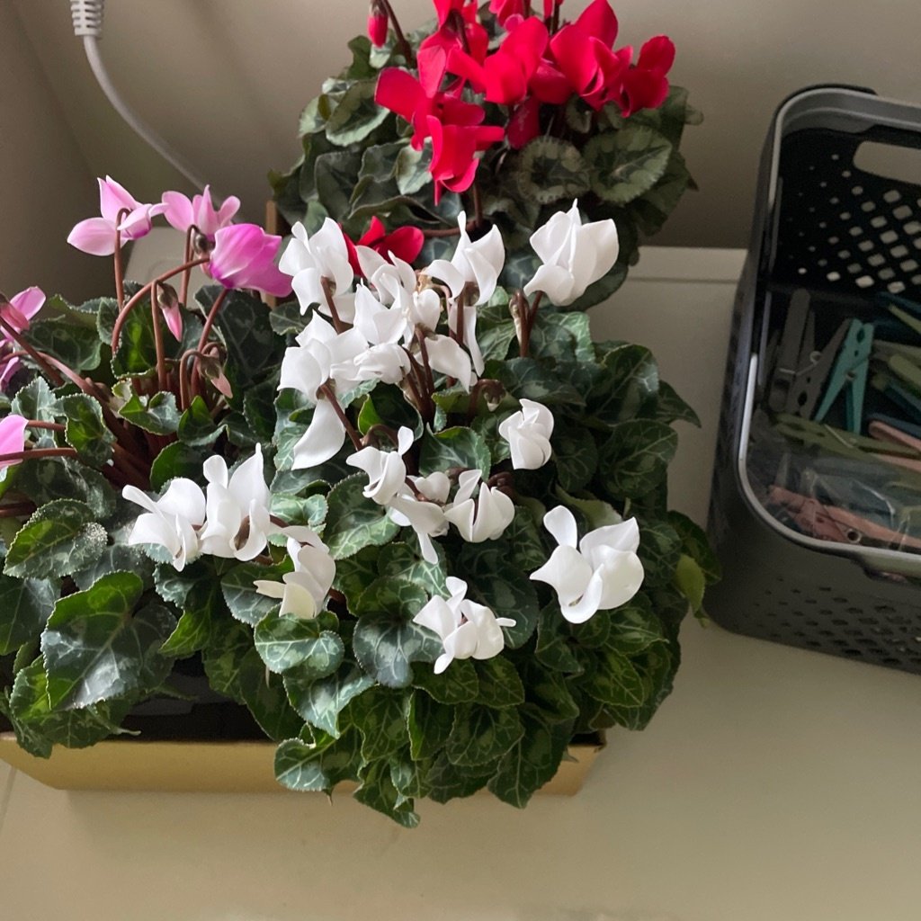 Bloemisten-Cyclamen