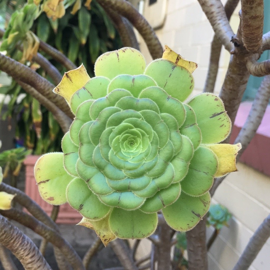 Boom-Aeonium
