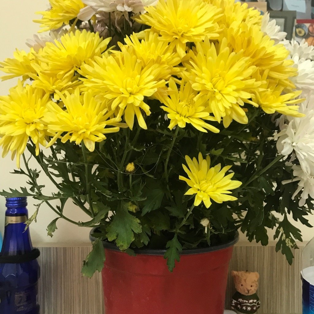 Chrysant van de Bloemist