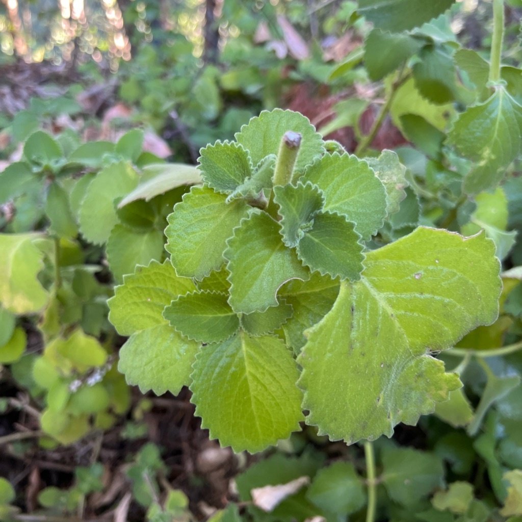 Cubaanse Oregano