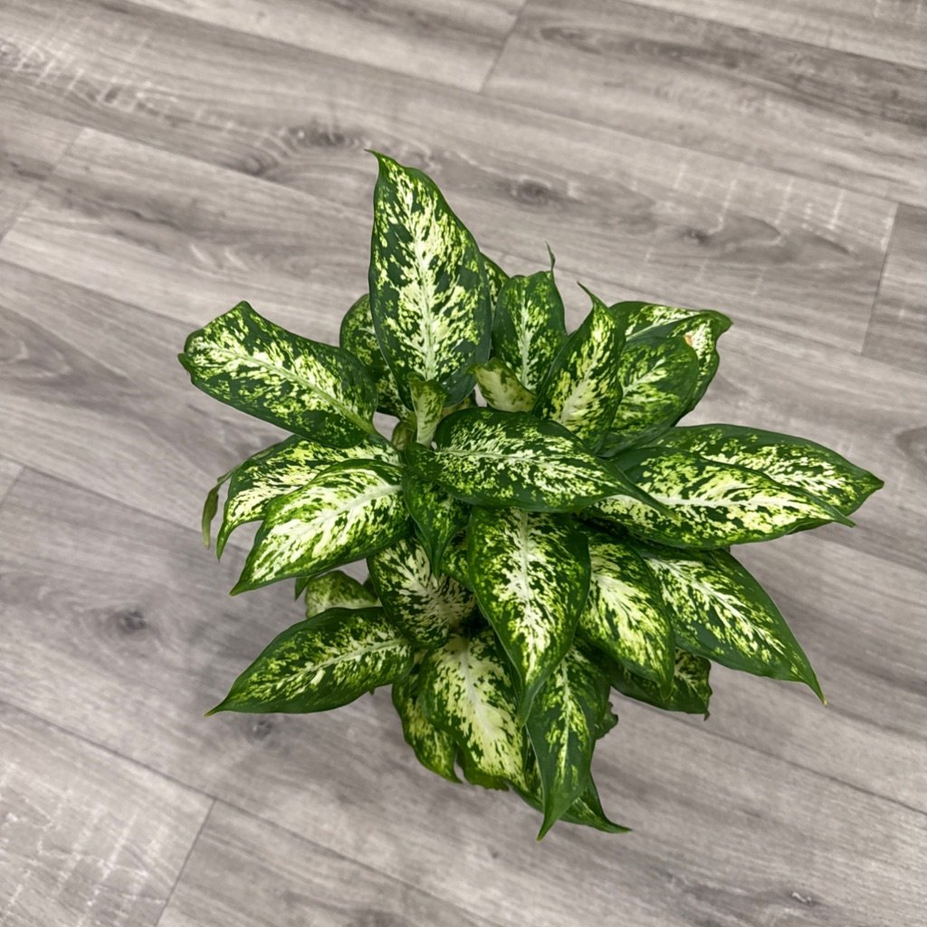 Dieffenbachia