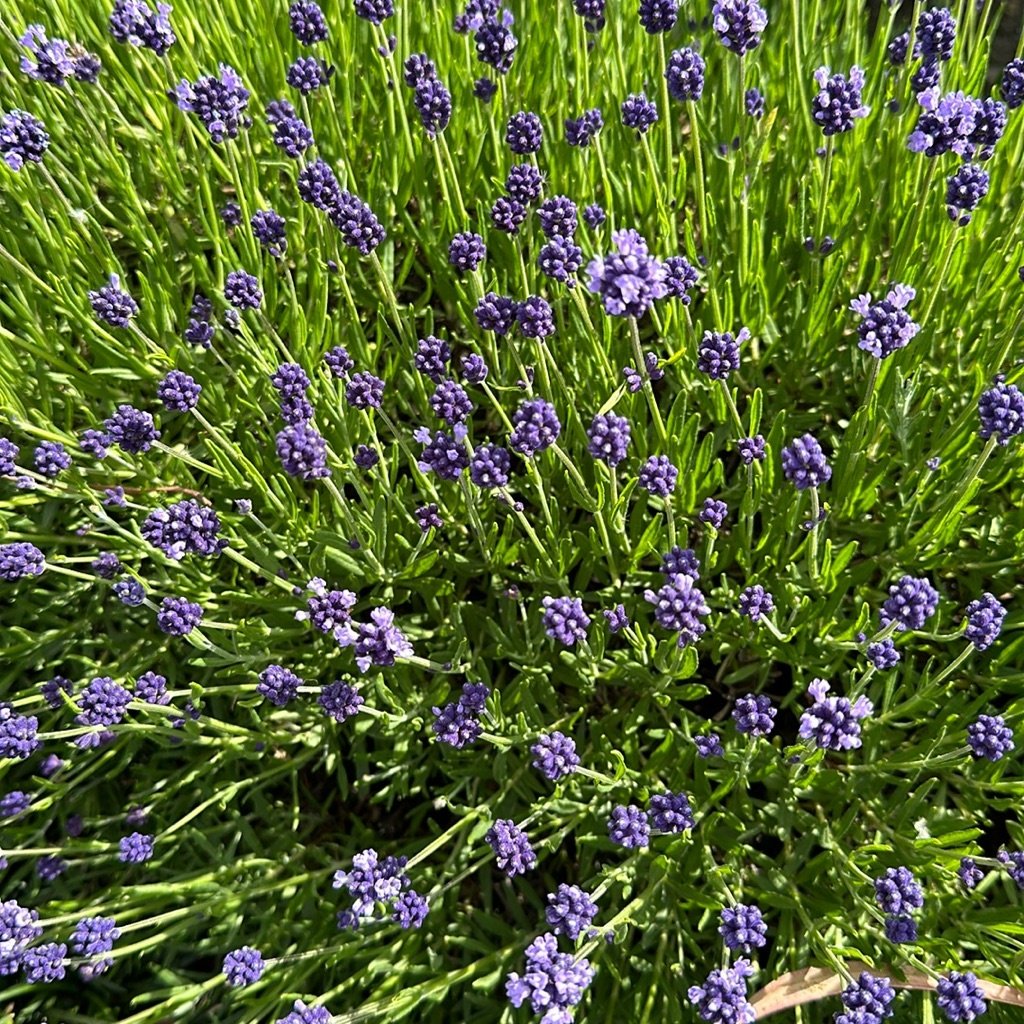 Engelse lavendel