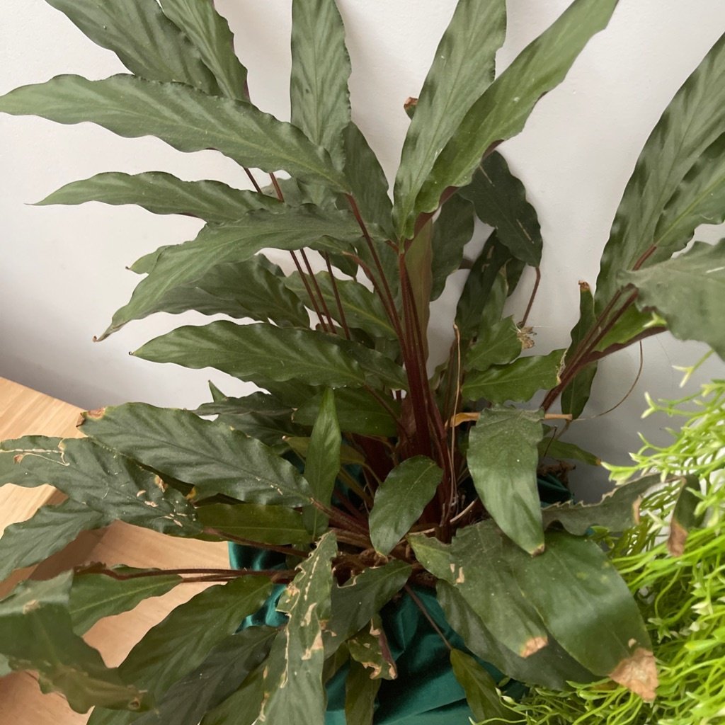 Fluweel Calathea