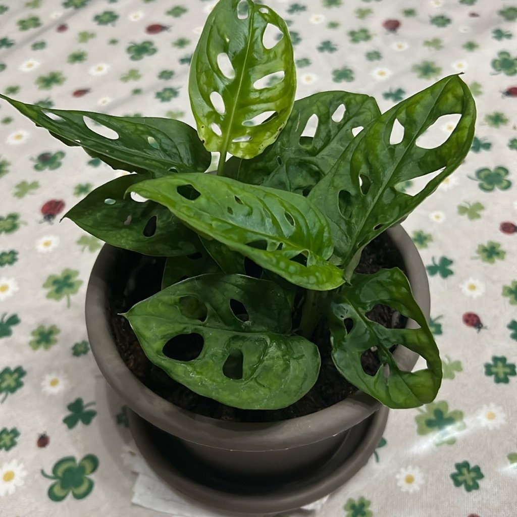 Gatenplant