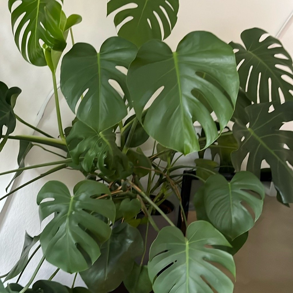 Gatenplant