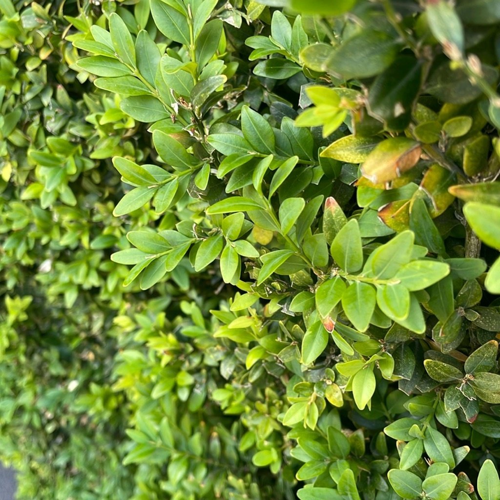 Gewone Palmboompje