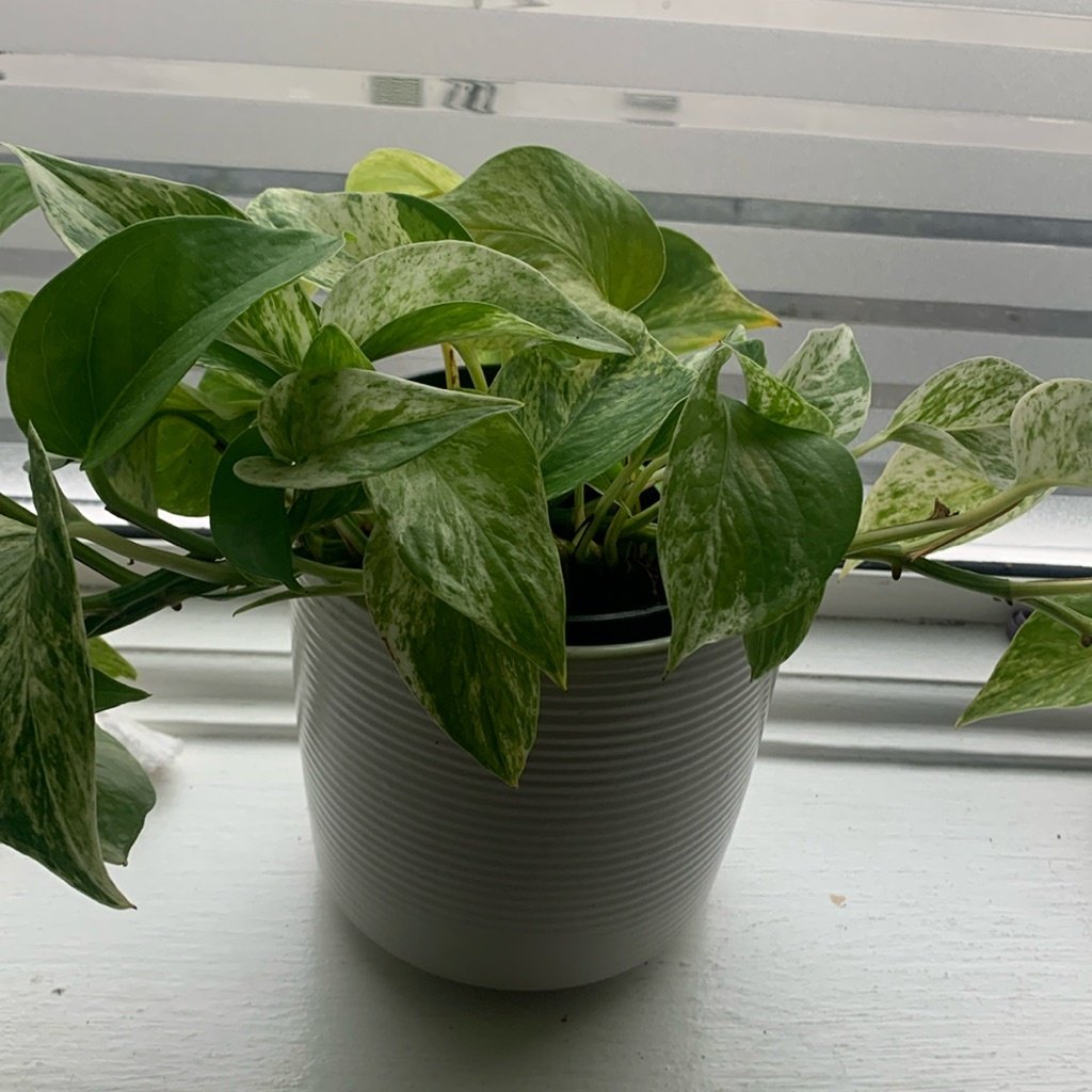 Gouden Pothos
