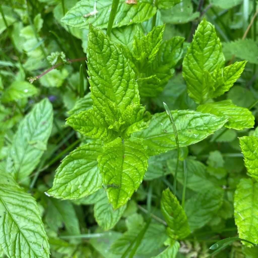 Groene munt