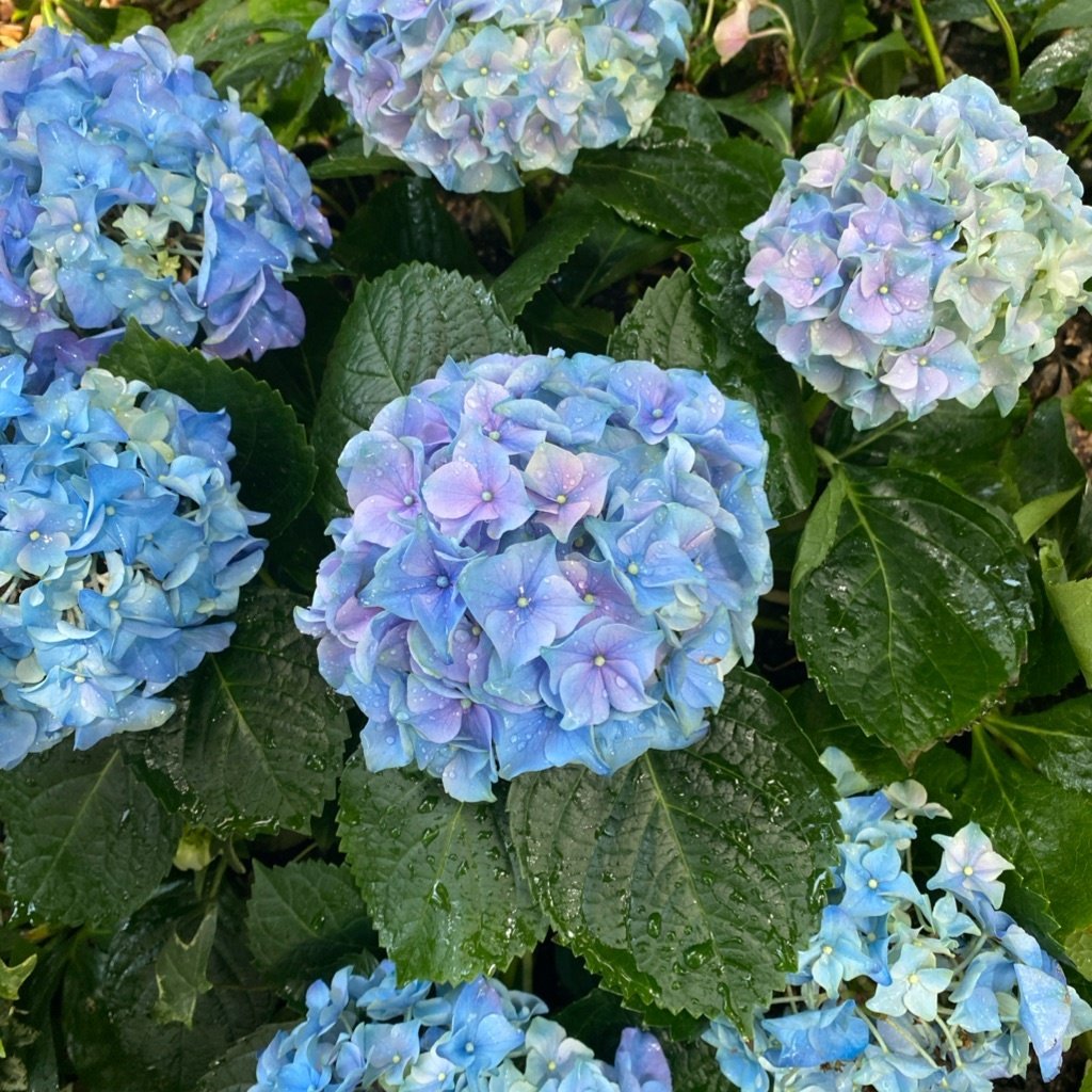 Grootbladige hortensia