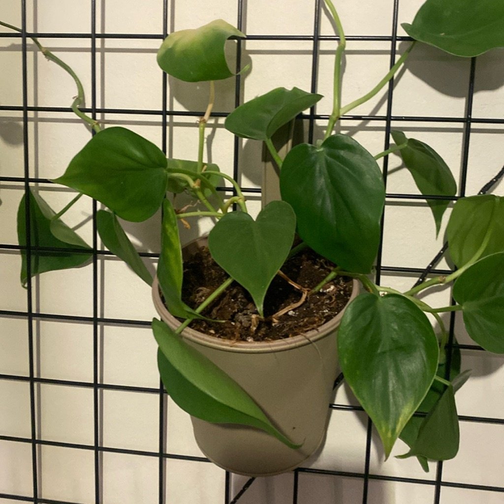 Hartbladige Philodendron