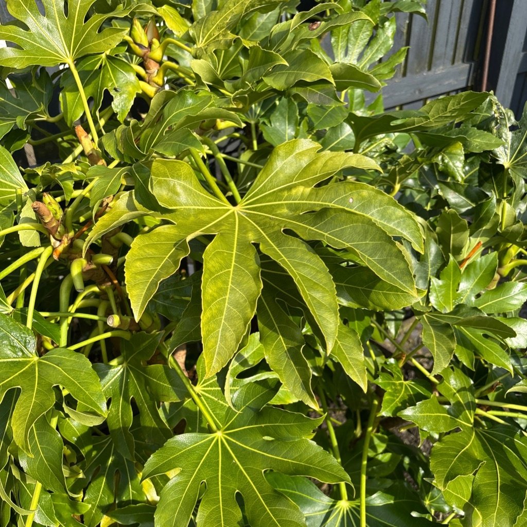 Japanse Aralia