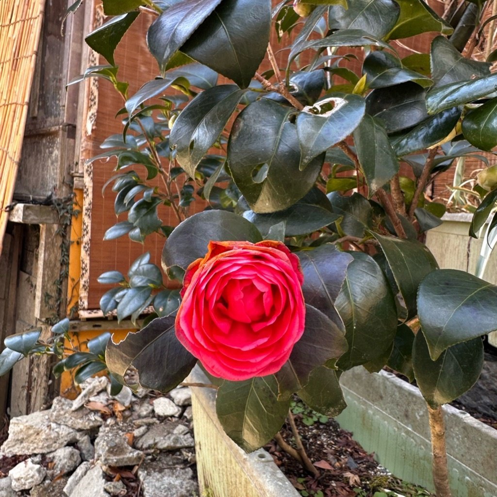 Japanse Camellia