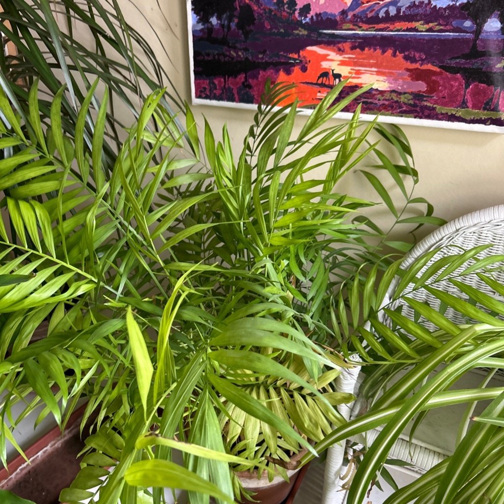 Kamerpalm