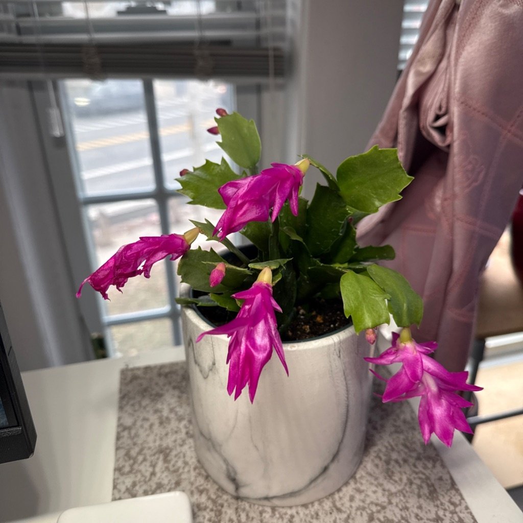 Kerstcactus
