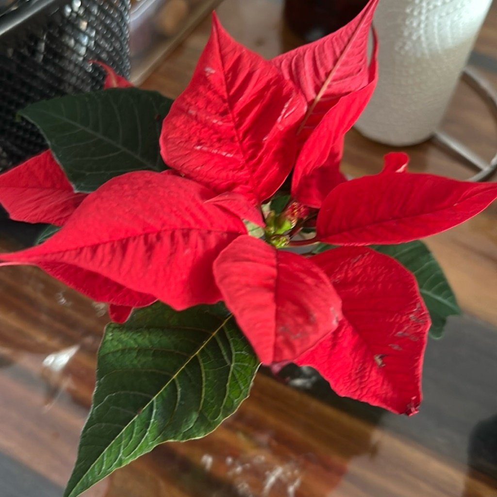 Kerstster