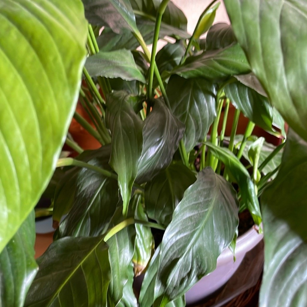 Lepelplant