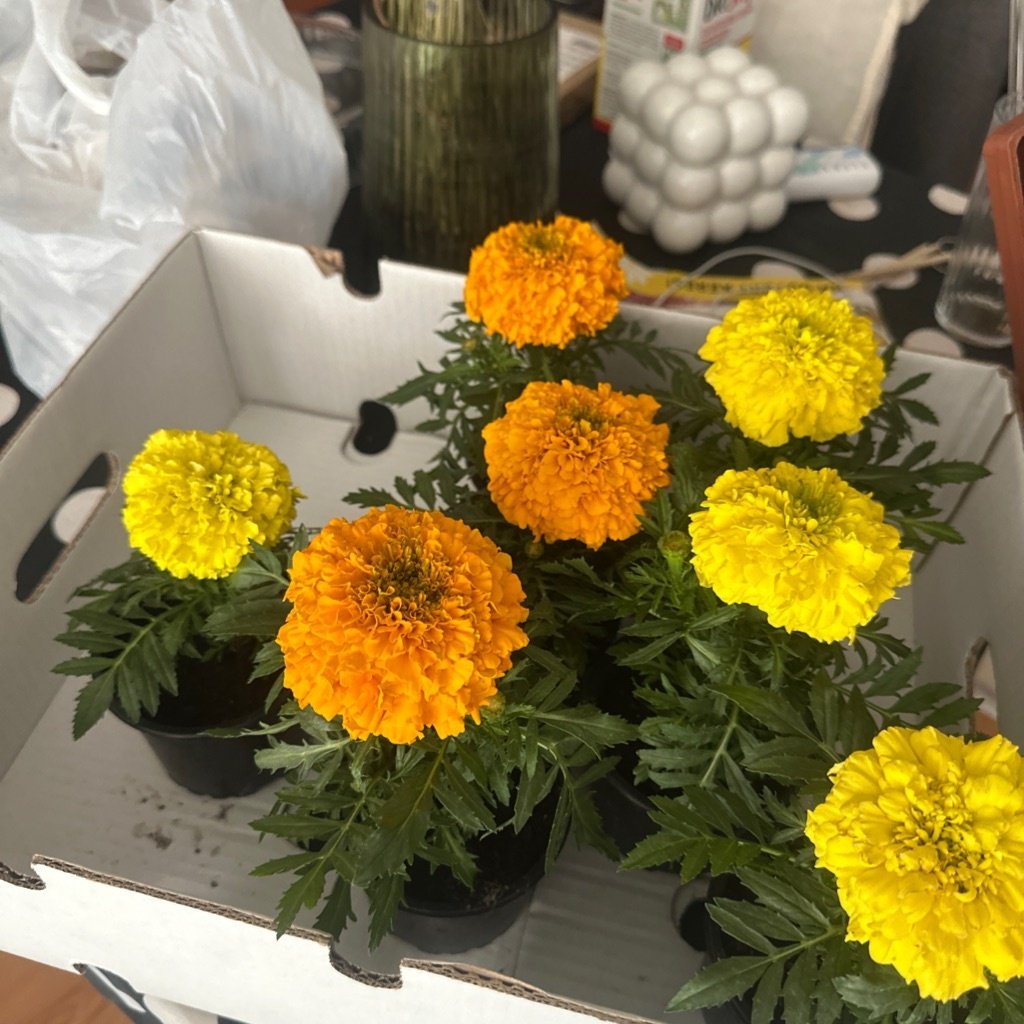 Mexicaanse goudsbloem
