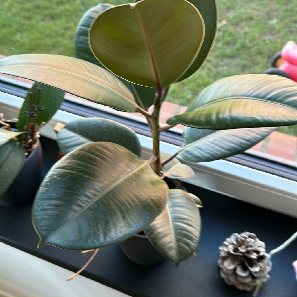 Rubberplant