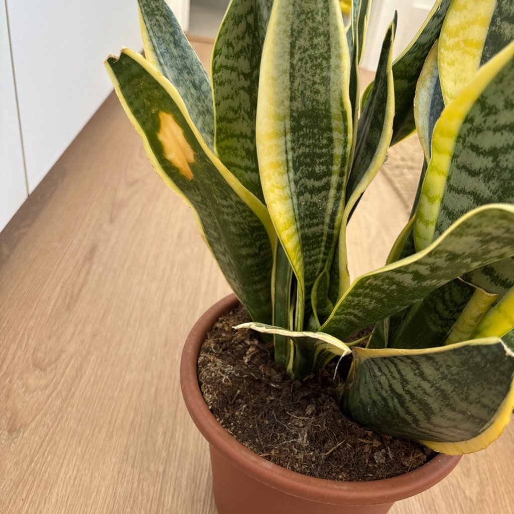 Slaapkamerplant