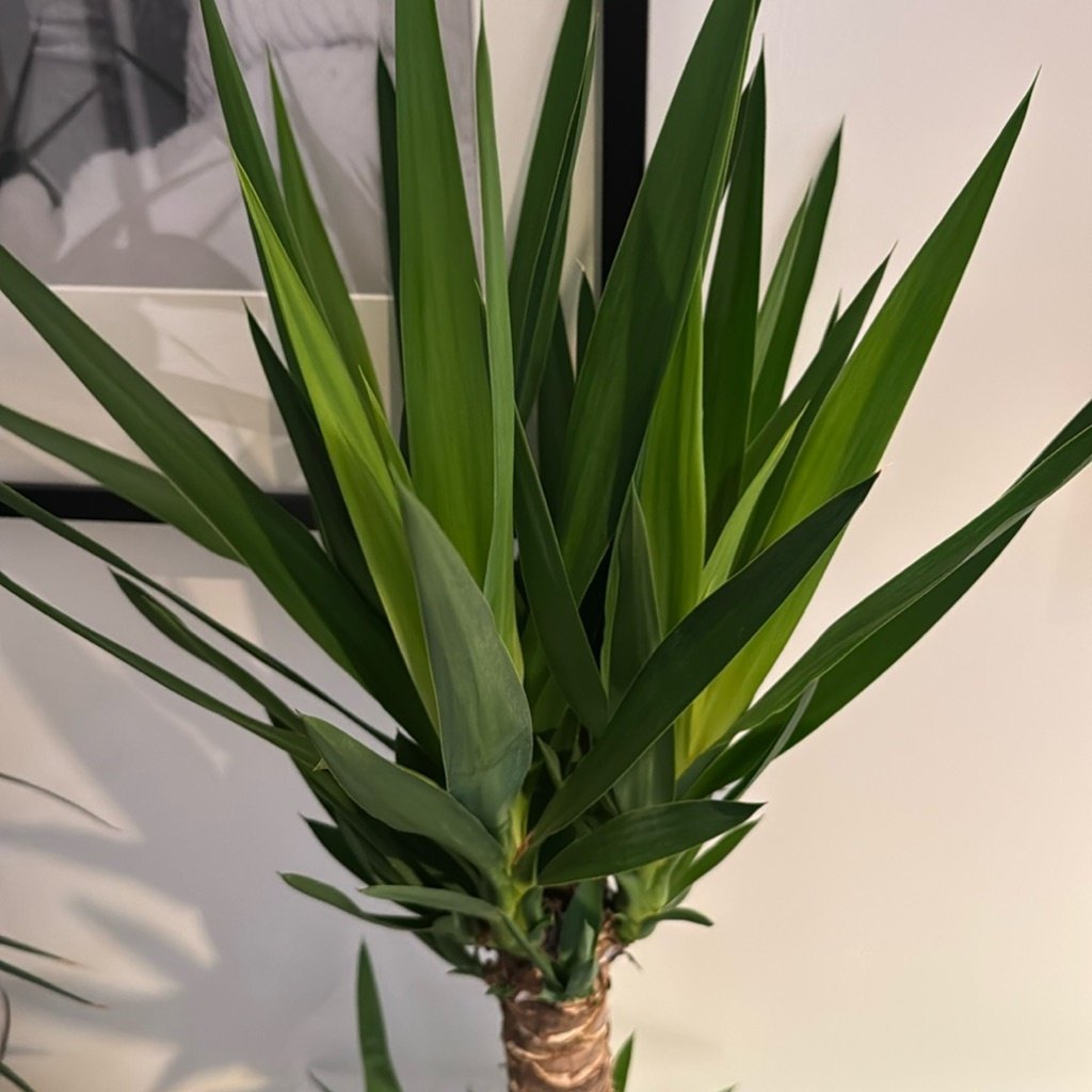 Stekelvrije yucca