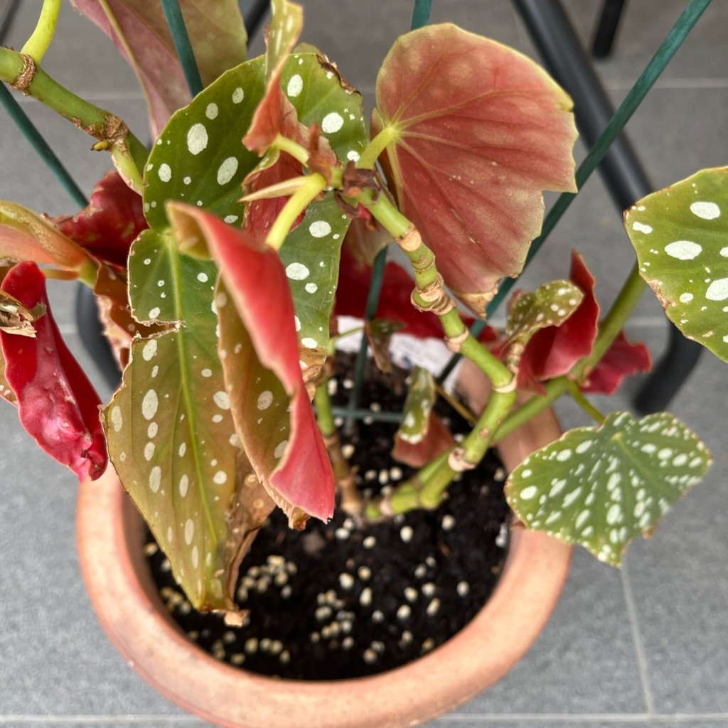 Stippenbegonia