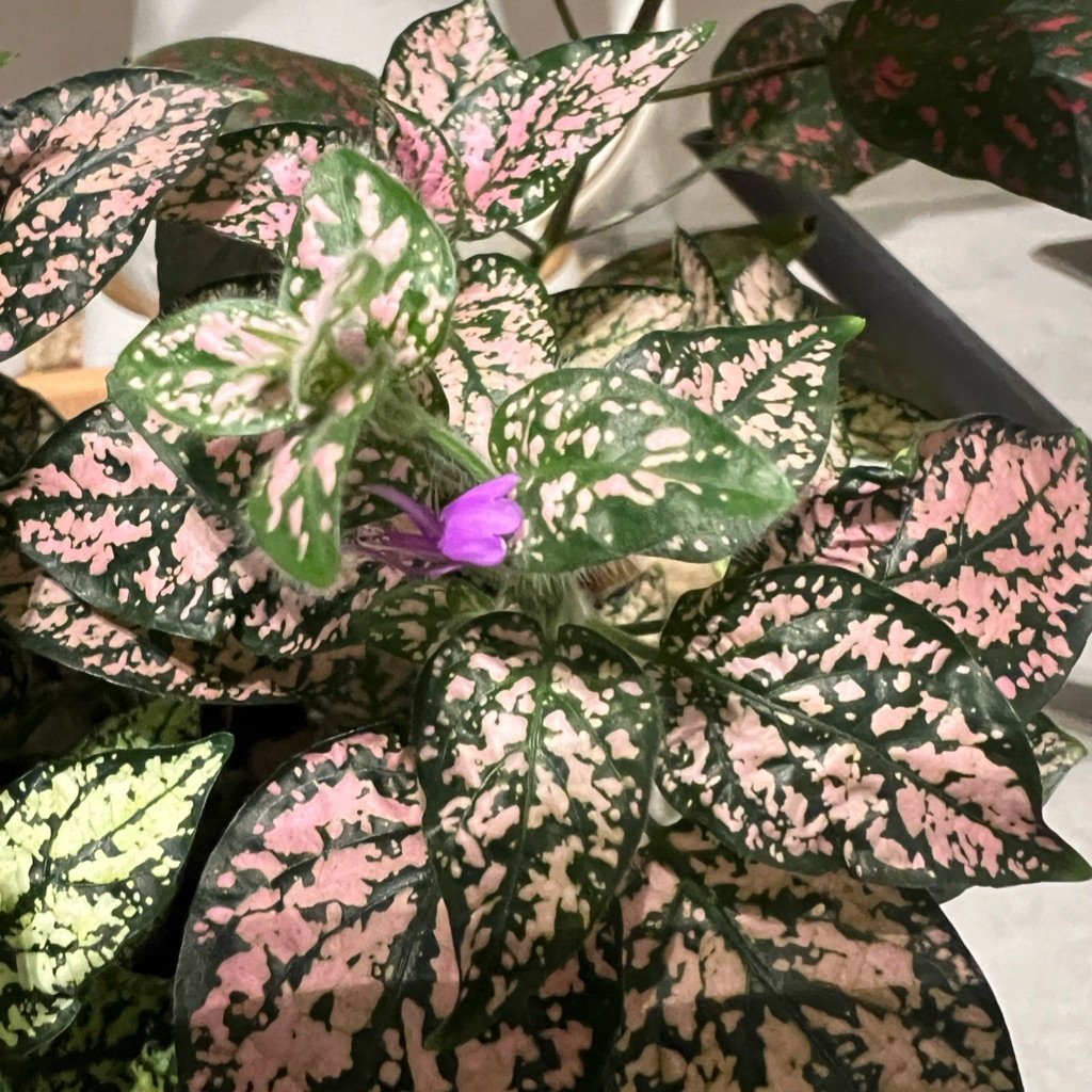 Stippenplant