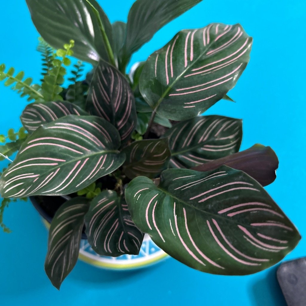 Streepplant