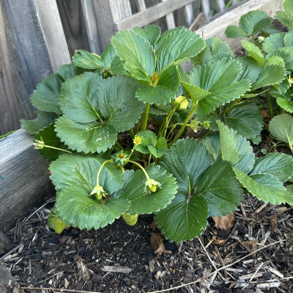 Tuin Aardbei
