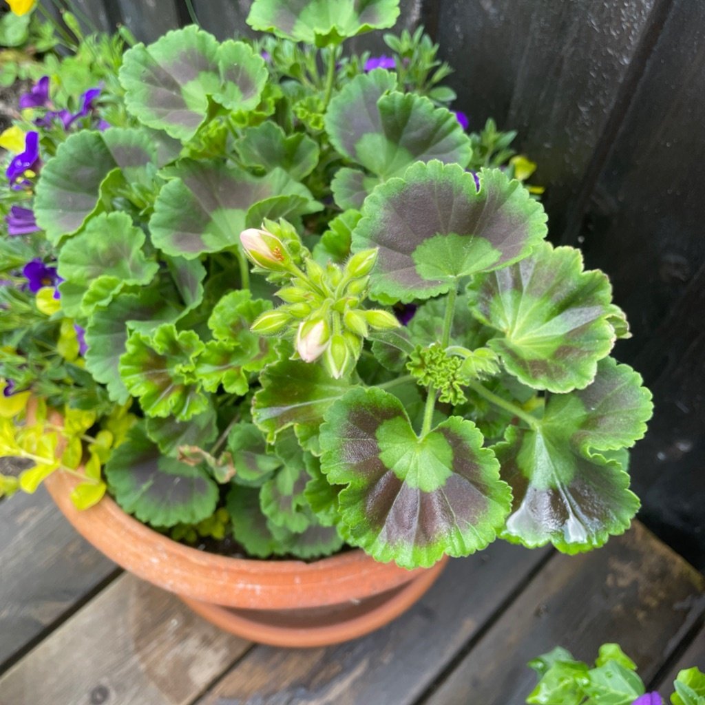 Tuingeranium