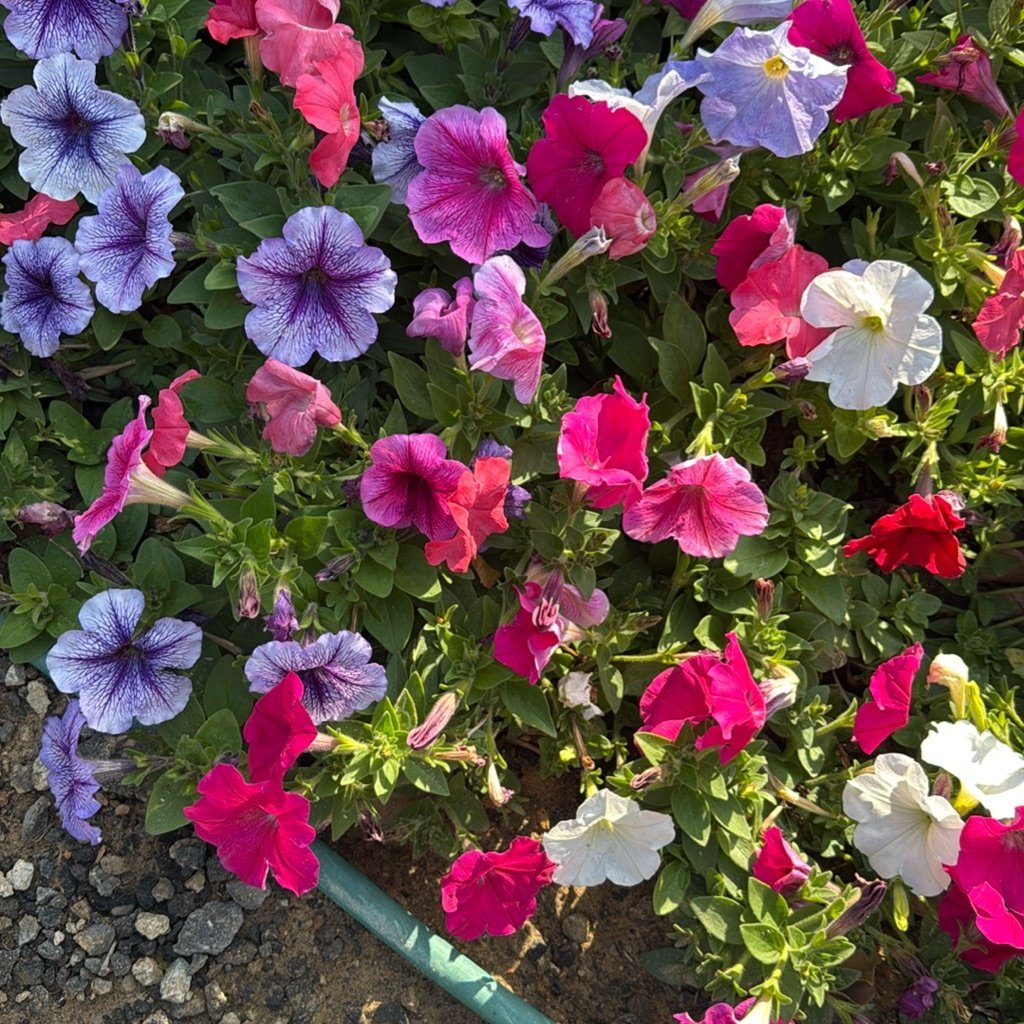 Tuinpetunia