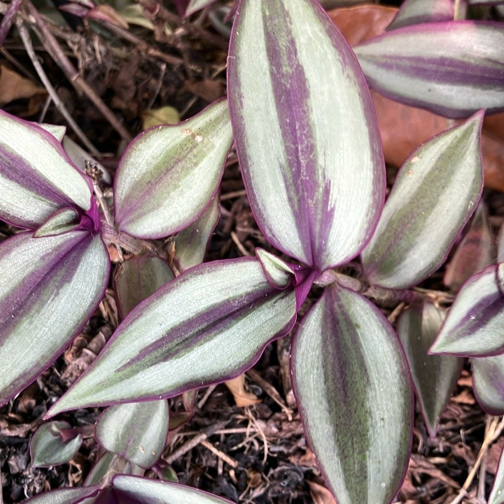 Vaderplant