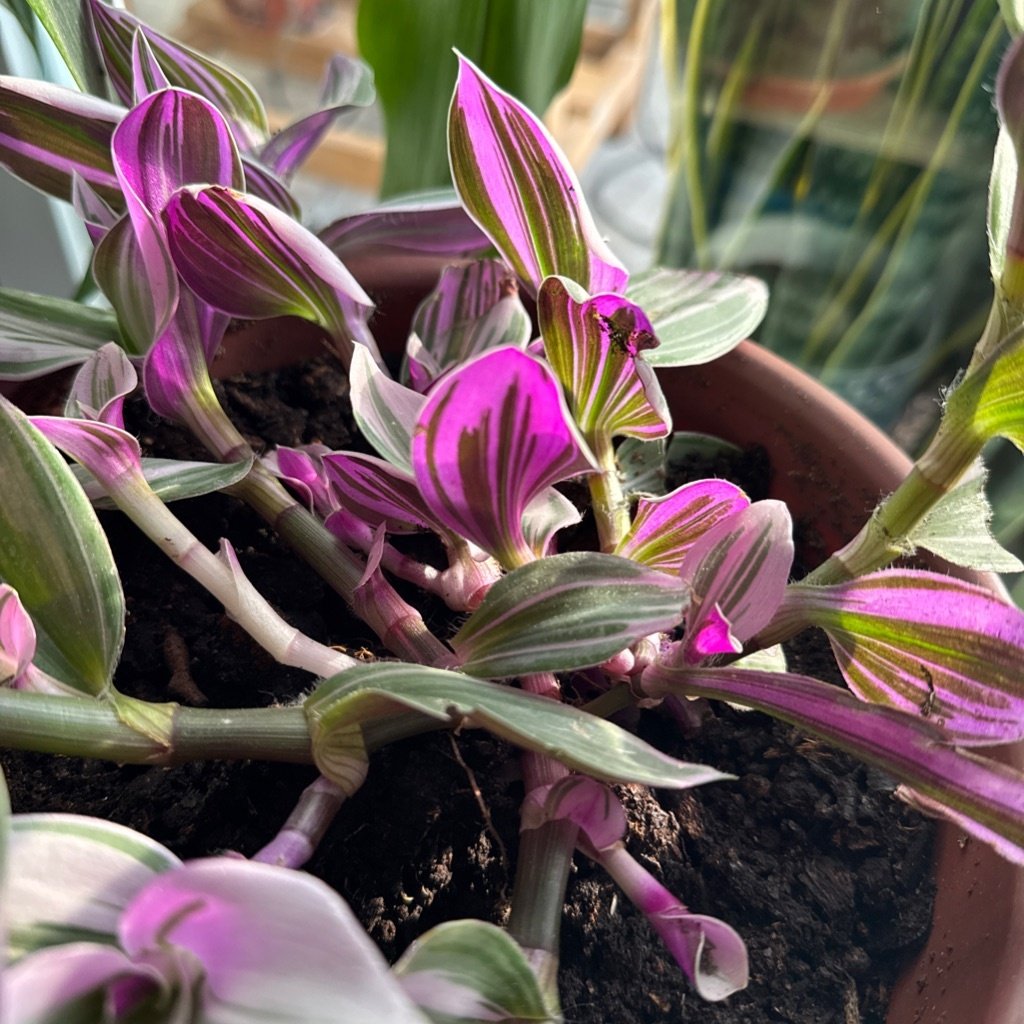 Vaderplant