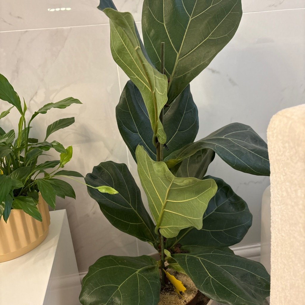 Vioolbladplant