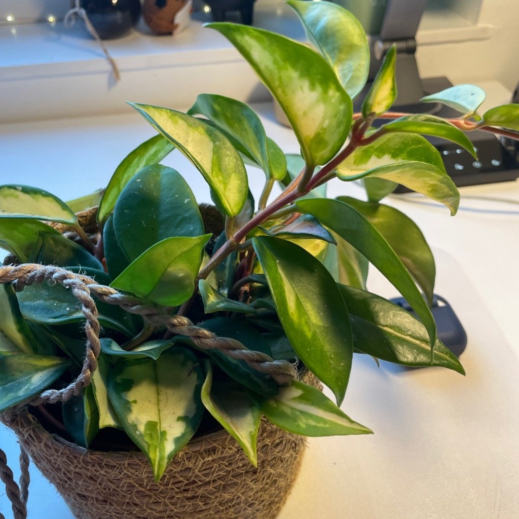 Wasplant
