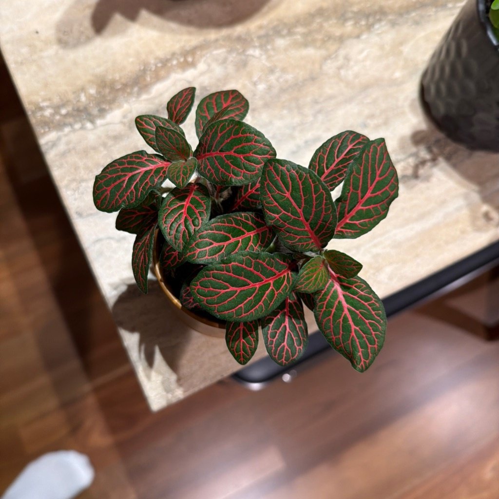 Zenuwplant
