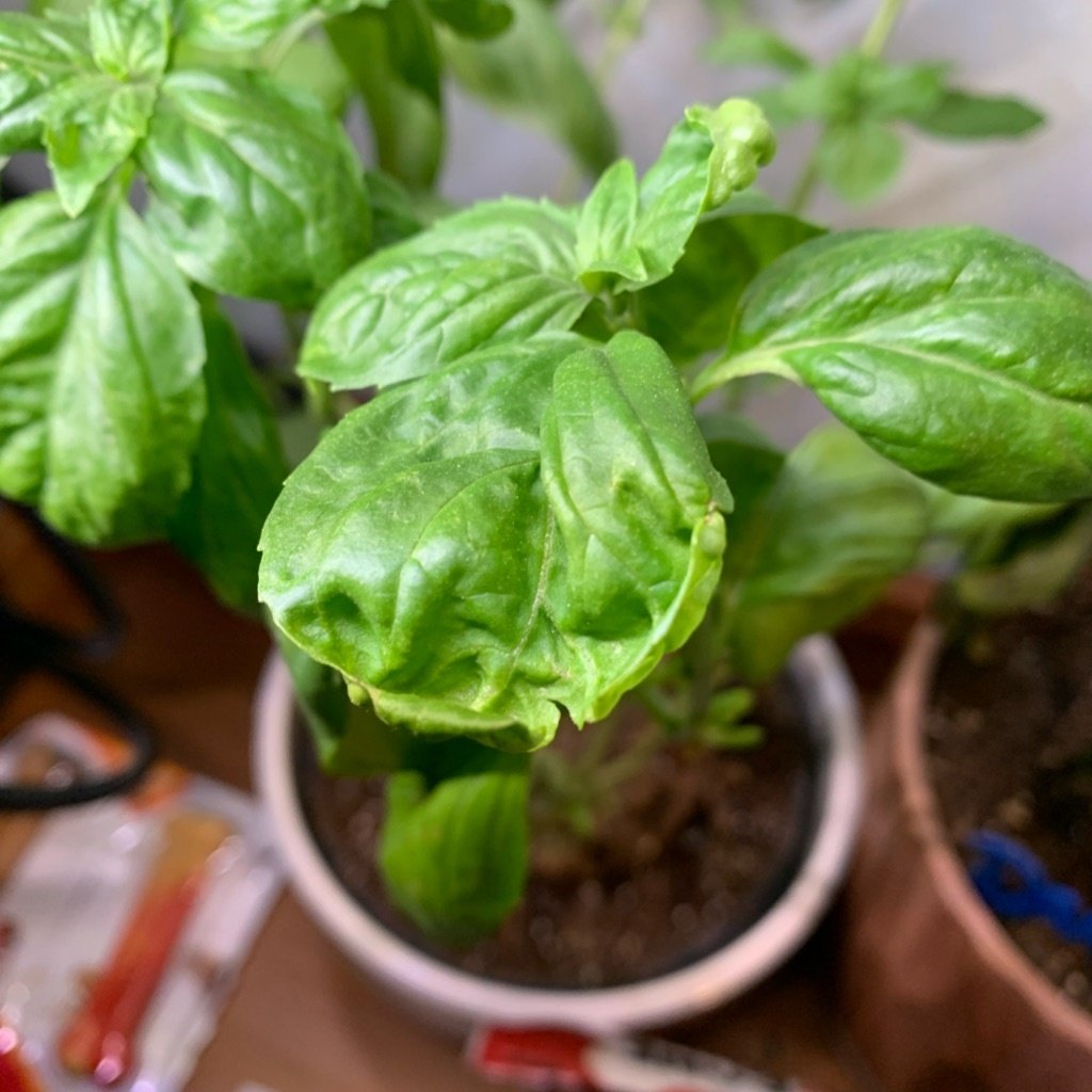 Zoete Basilicum